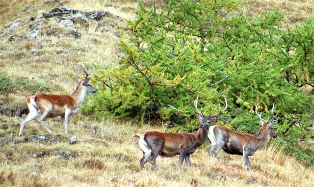 PASSIONE PER IL CERVO
